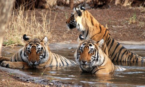 wildlife-safari-ride-in-ranthambore wildlife-safari-ride-in-ranthambore